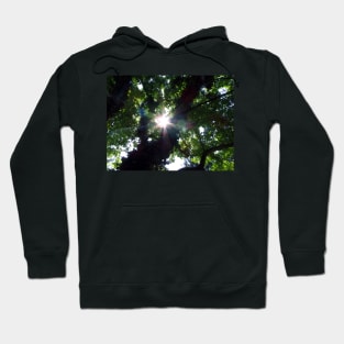 Sunbeam Art Photography Sunshine Shining Through The Summer Tree Beautiful Nature Hoodie